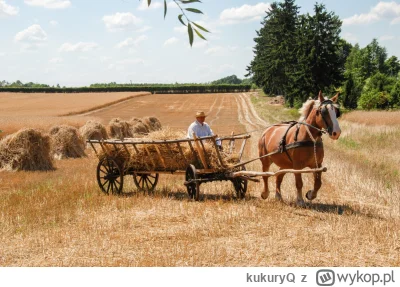 kukuryQ - @Kusher To są wozy drabiniaste