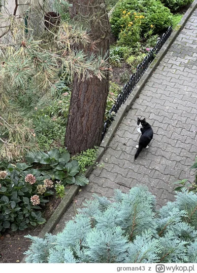groman43 - Wróciłem do Polski i od razu spotkałem #koteczkizprzypadku 

#koty #kitku