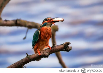 okoniaczek - Zoba człowiek jaką rybkę złapałem!
Podleciał, zapozował i zwiał. Tak to ...