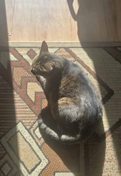 Solsith - #pokazkota #spaslak Bułkownik też lubię słonok(｡◕‿‿◕｡)