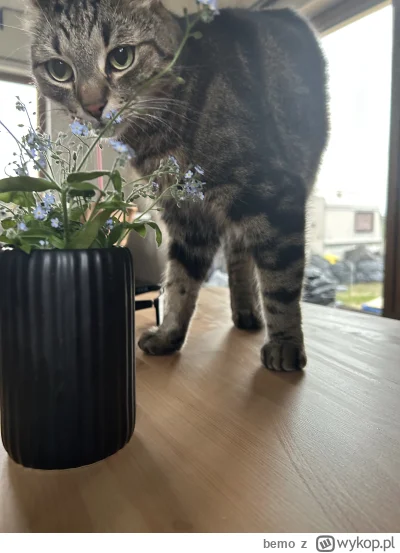 bemo - @jan3sobieski kot był już pewnie stary i nie dał rady. mój podjadał 2 lata skr...