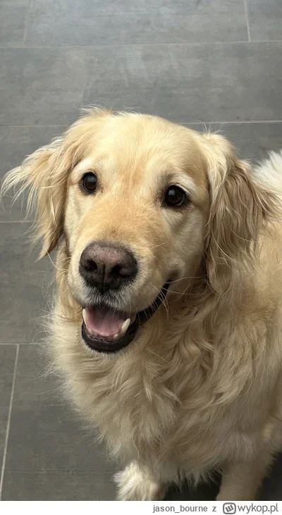 jason_bourne - Oby się kiedyś na mnie patrzył, tak jak patrzy się na piłkę do aportow...