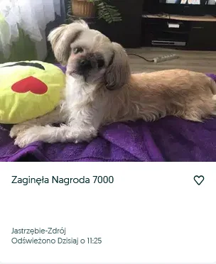 Foxing - Ciekawe co stało się z poprzednimi 6999 nagrodami? ( ͡° ᴥ ͡°)

#psy #zwierza...