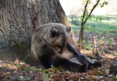 dodi-lukebakio - #f1 #codziennyolliebearman

Misiu się zmęczył :P