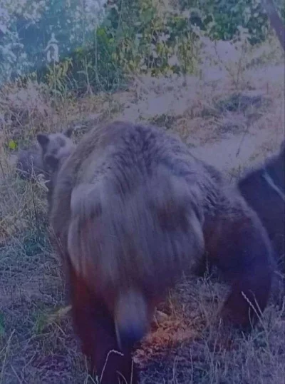 srgs - A takie oto ostatnie zdjecie zrobil wloski motocyklista robiacy droge transfog...