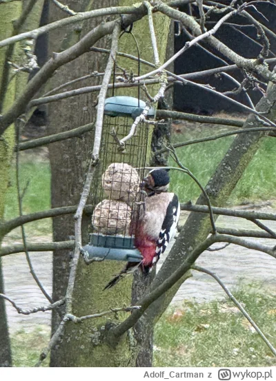 Adolf_Cartman - Czy to dzięcioł? 

#ornitologia #ptaki #zwierzeta
