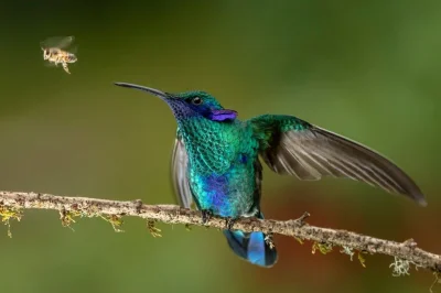 Lifelike - Uszatek niebieskobrzuchy (Colibri coruscans)
Autor
#photoexplorer #fotogra...