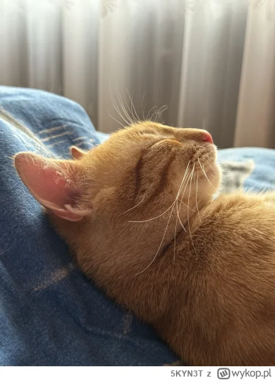 5KYN3T - Taki to pożyje ( ͡° ͜ʖ ͡°)

#pokazkota #kitku #koty #zwierzaczki