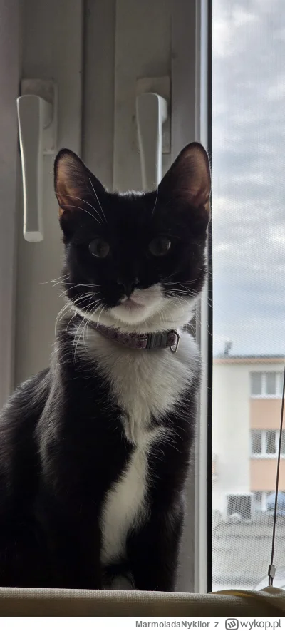 MarmoladaNykilor - #kot #pchelkafanclub