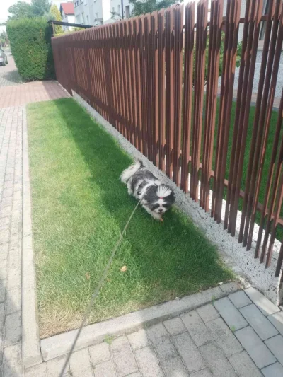 HorrorystycznyDemonPagona - Sprzątacie nieczystości po swoich pimpkach? Dla mnie to n...