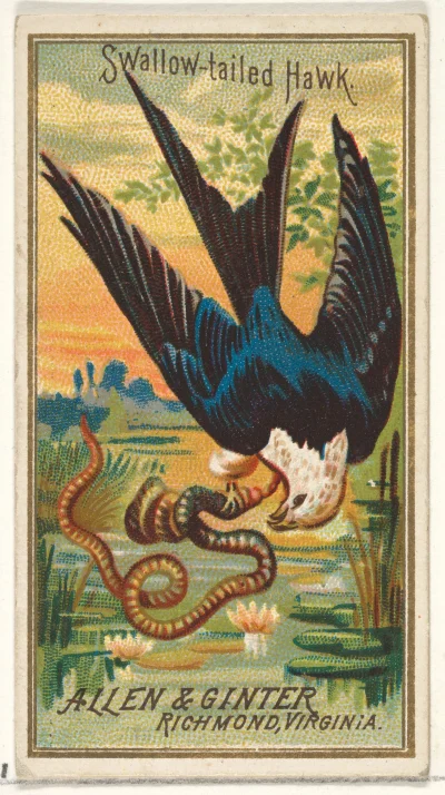 Loskamilos1 - Trzeci dzisiejszy ptaszek od czasu wydania owej karty(1888) zdążył już ...
