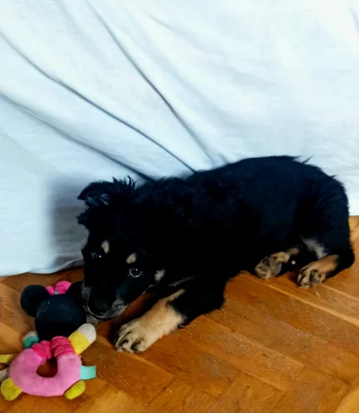 w.....m - @wybryk_natury Teraz znęca się nad myszką Minnie ( ͡~ ͜ʖ ͡°)