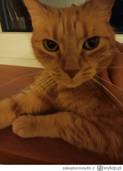 z.....b - #pokazkota #kotki #koty #zwierzaczki rudy