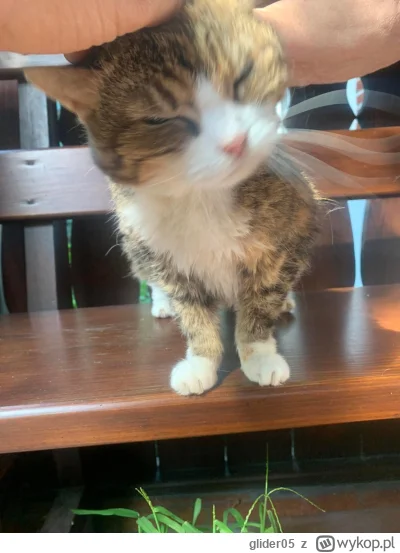 glider05 - Starego Kitku nie ma już z nami, odszedł wczoraj do krainy wiecznego mrucz...