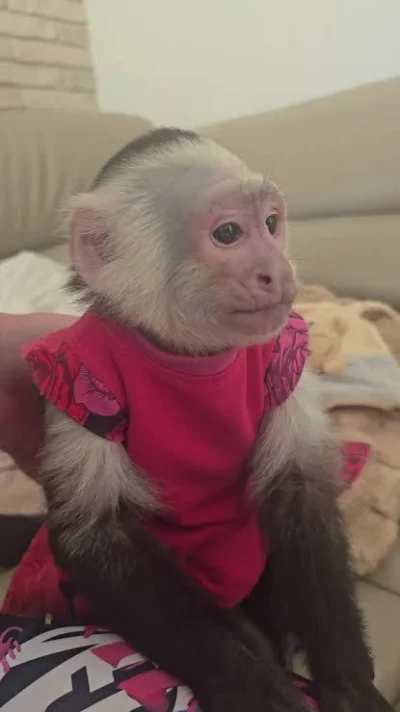 Exit25 - czikus napisz coś 😢szeryfie buahahhaha

 ojejku jejku ojjjjejjku jejjku

#k...