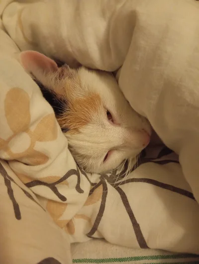 Scybulko - Dziękuję Ci człowiek, że 4 lata temu zabrałeś mnie ze śmietnika, prowadzas...