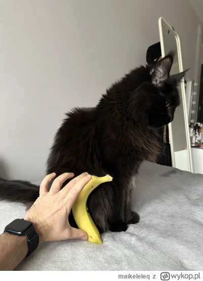 maikeleleq - @Andrzej_Buzdygan @MateMizu proszsz