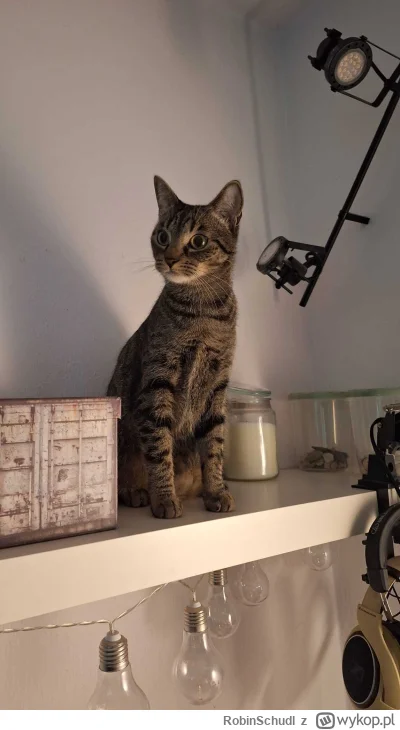 RobinSchudl - No cześć!

#pokazkota #koty