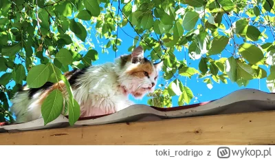 toki_rodrigo - #koty #koteczkizprzypadku