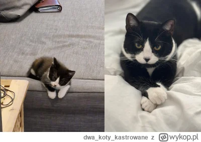 dwakotykastrowane - 10 tygodni vs 2 lata (ʘ‿ʘ)

#kot #koty #kitku #pokazkota