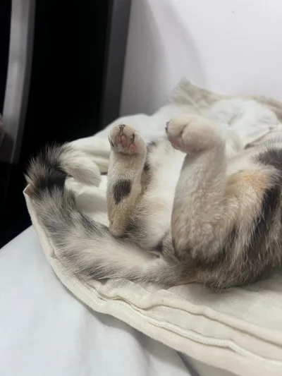 KasKro - Kocie #stoopki #koty