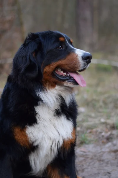 maybe - @WideOpenShut Potwierdzam, sa niesamowicie agresywne. Ja mojemu zwiazuje pysk...