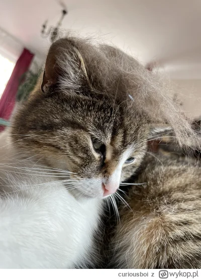 curiousboi - @curiousboi czasami cosplay typu Donald Trump