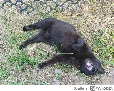 0caffe - Dostojny wiejski kocur dostanie kilka plusów?

#pokazkota #koty