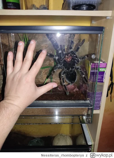 Nessiteras_rhombopteryx - @Czopelka: Wiem że dla Ciebie wszystko w terrarystyce musi ...