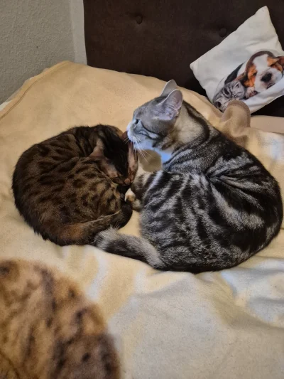 Lujdziarski - #dziarskikacperek #pokazkota Bero się poczuł do obowiązków xD