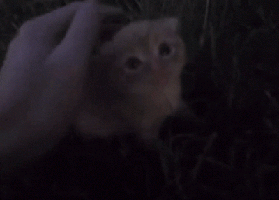 wfyokyga - Mały miauczuś