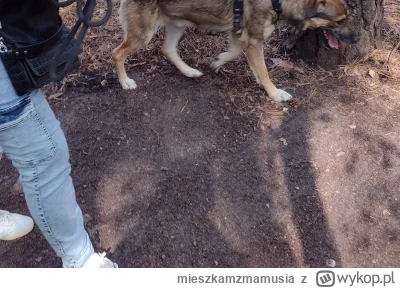mieszkamzmamusia - #przegryw huop był z Ukrainka na spacerze z psem. Ona mnie polubił...