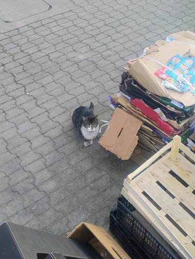 sylwke3100 - Spotkałem tego legendarnego śmieciowego kitku (｡◕‿‿◕｡)


#koty #koteczki...