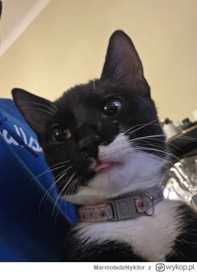 MarmoladaNykilor - #kot #pchelkafanclub