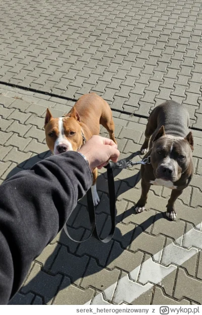 serek_heterogenizowany - wspólny spacerek na plac zabaw

#pokazpsa #psiarze #pies