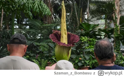 SzamanzBombasu - W warszawskim ogrodzie botanicznym na jutrzejsze zaprzysięzenie zakw...