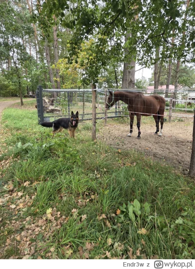 Endr3w - Nawiązujemy nowe przyjaźnie (ʘ‿ʘ)
#psy #pokazpsa #owczarekniemiecki #psiarze