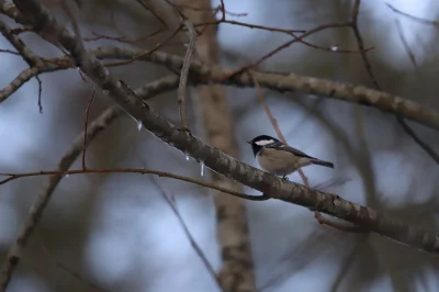 wfyokyga - Za oknem już ostre dźwirowanie się odbywa