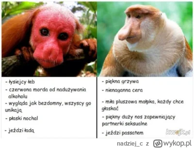 nadziej_c - @visas: małpa ukrainiec też był na topie