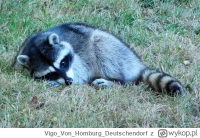 VigoVonHomburg_Deutschendorf - Już mam dość, a to dopiero początek tygodnia ( ͡° ʖ̯ ͡...