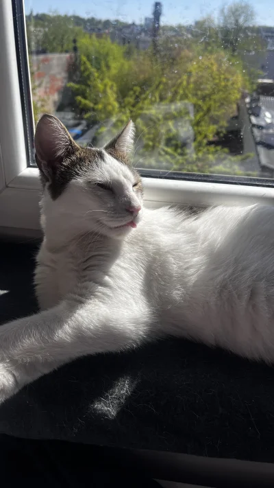 muciosgracjas - #koty #smiesznekotki

Sztluclek