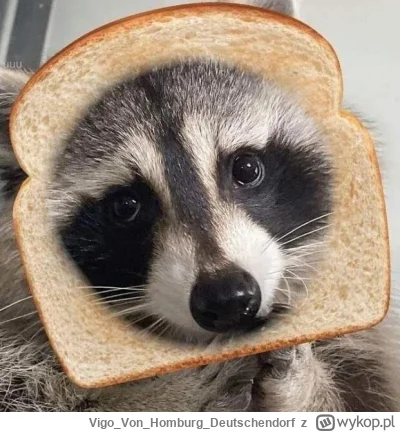 VigoVonHomburg_Deutschendorf - Ta kromka się na mnie patrzy.
#szopeknadzis