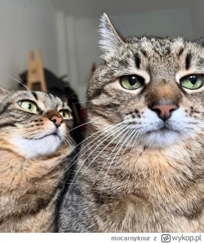 mocarnyknur - #koty #kitku #codziennystepan

Stefan jakiś nie w humorze ( ͡º ͜ʖ͡º)