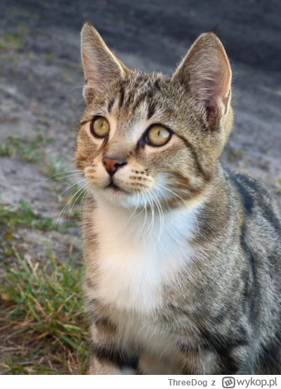 ThreeDog - Takie cudo na podwórku mi chodzi 
#koty #zwierzaczki #kot #koteczkizprzypa...