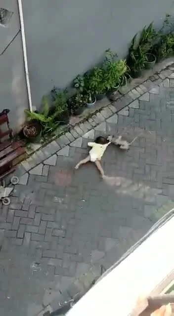 DzonySiara - #c---------------a ? małpa na mini motorze kradnie dziecko!
#zwierzeta 
...