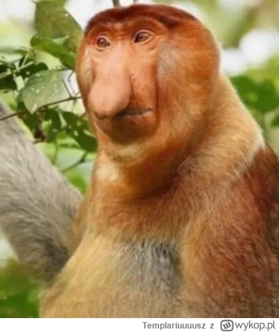 Templariuuuusz - @Goddy: