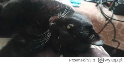 Przemek755 - @Roniq: miauuu