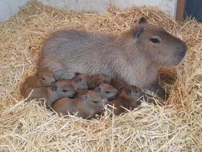 Bitszkopt - kapibara z małymi kapibarzątkami.
plusować po cichu, żeby się nie spłoszy...