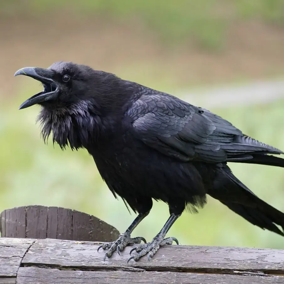 StanMarsh93 - #gielda Panie kruku co się dzieje???