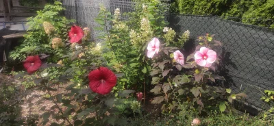 Fishuur - Coś tam jeszcze zdążyły zakwitnąć hibiskusy w tym roku ʕ•ᴥ•ʔ Kwiat w pełnym...